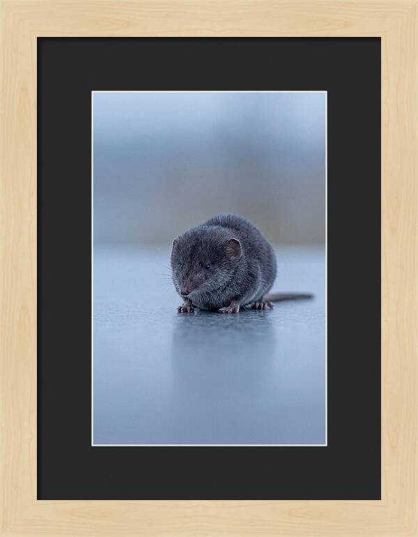 Tiny Shrew In Focus