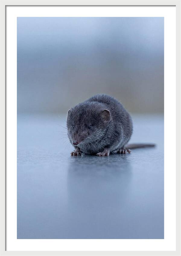 Tiny Shrew In Focus