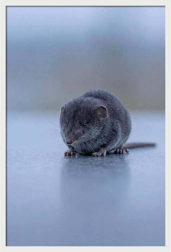 Tiny Shrew In Focus
