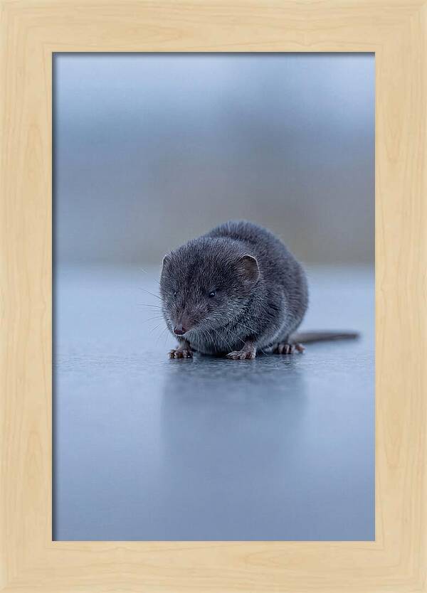 Tiny Shrew In Focus