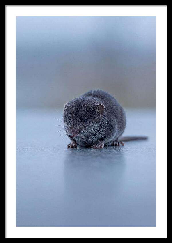 Shrew Art