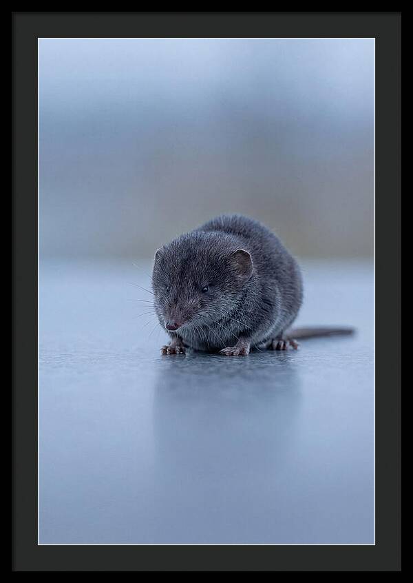 Tiny Shrew In Focus