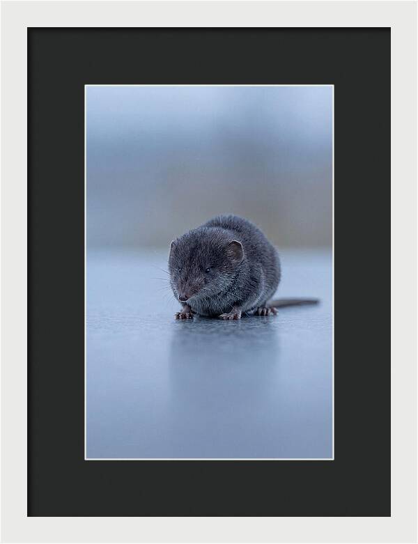 Tiny Shrew In Focus