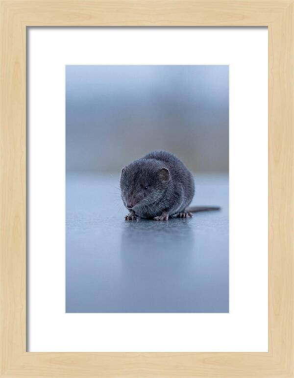 Tiny Shrew In Focus