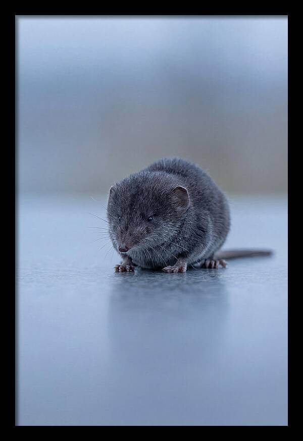 Tiny Shrew In Focus