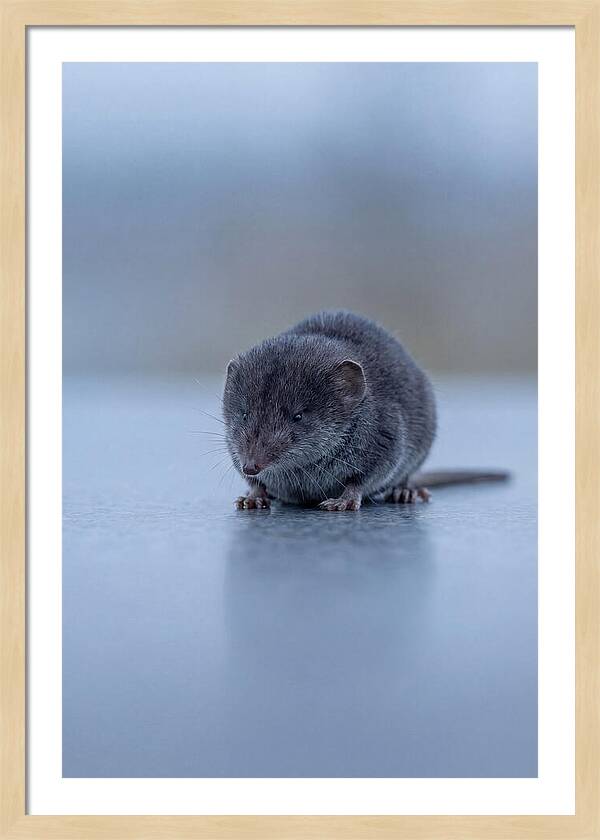 Tiny Shrew In Focus