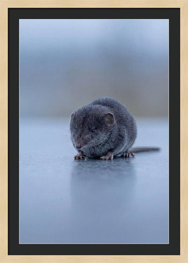 Tiny Shrew In Focus