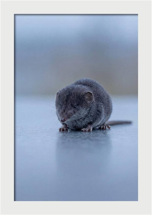 Tiny Shrew In Focus