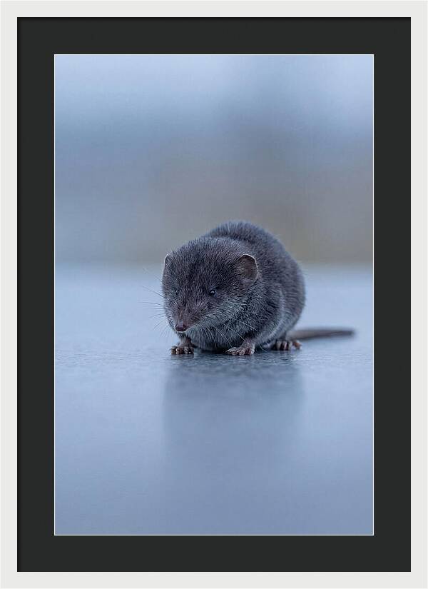 Tiny Shrew In Focus