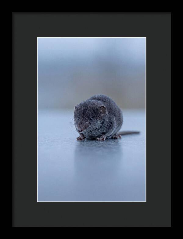 Tiny Shrew In Focus