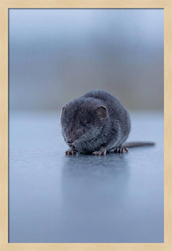 Tiny Shrew In Focus