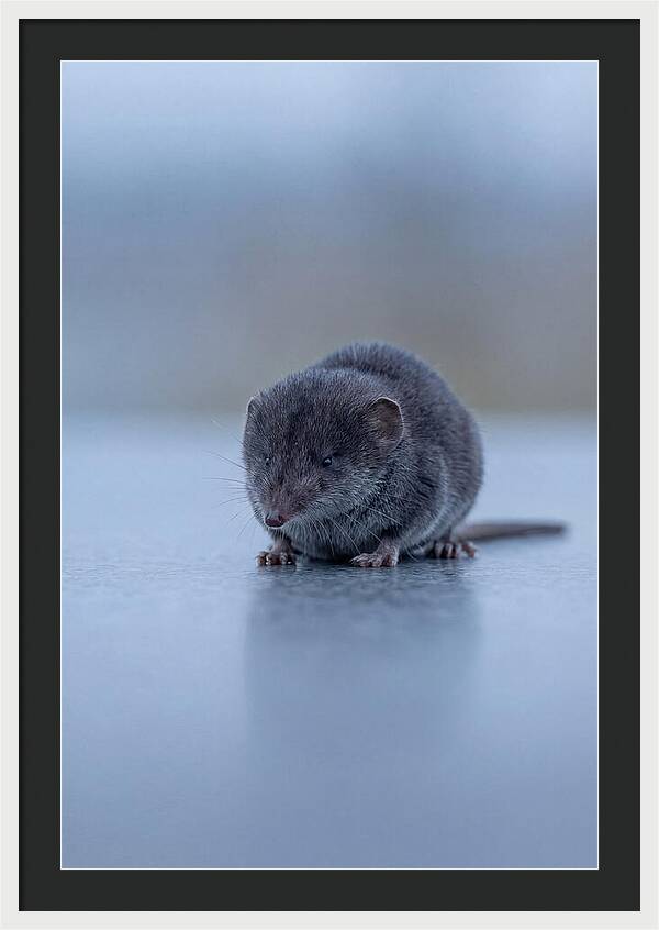 Tiny Shrew In Focus