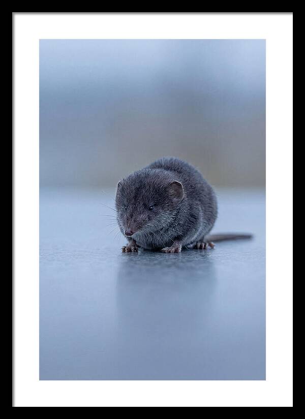 Tiny Shrew In Focus