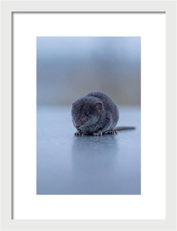 Tiny Shrew In Focus