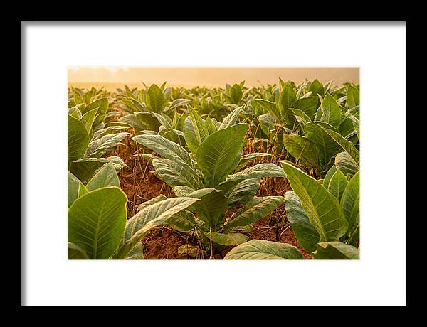Tobacco Field At Sunrise