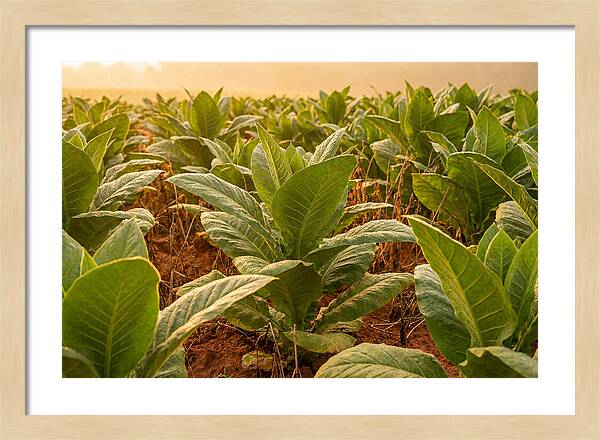 Tobacco Field At Sunrise