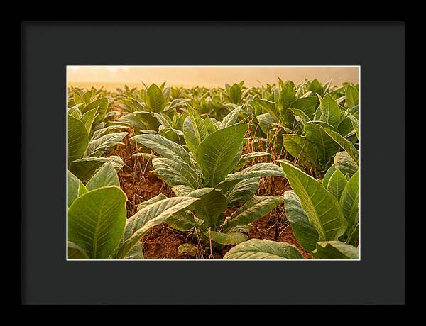 Tobacco Field At Sunrise