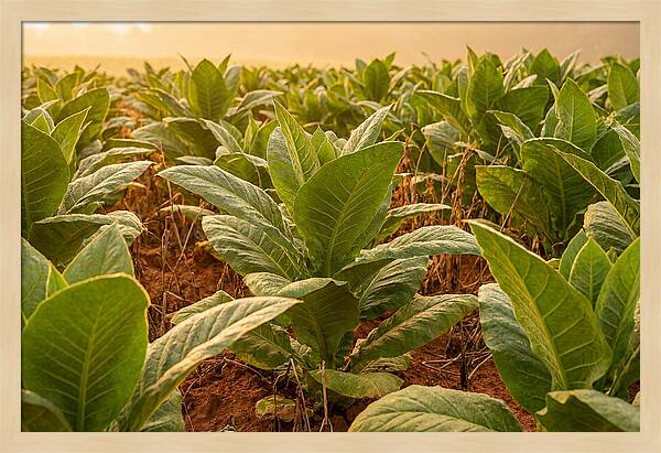 Tobacco Field At Sunrise