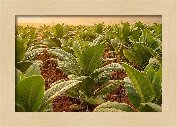 Tobacco Field At Sunrise