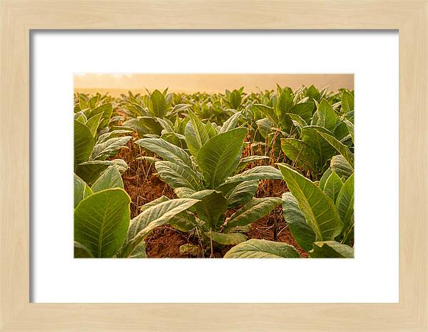 Tobacco Field At Sunrise