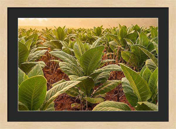 Tobacco Field At Sunrise
