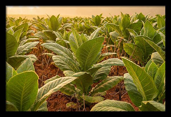 Tobacco Field At Sunrise