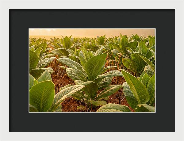 Tobacco Field At Sunrise