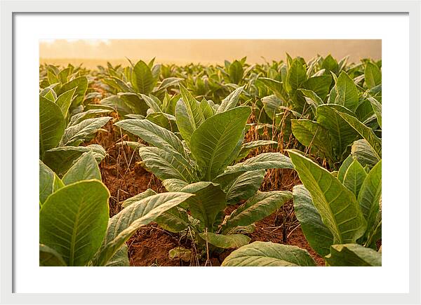 Tobacco Field At Sunrise