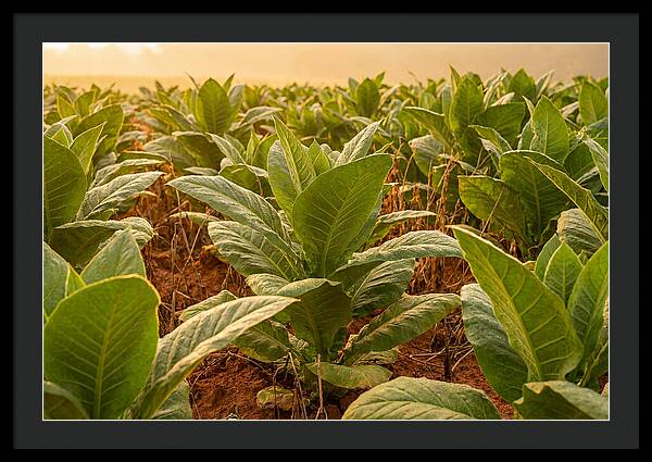Tobacco Field At Sunrise