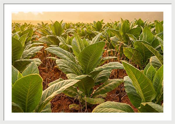 Tobacco Field At Sunrise