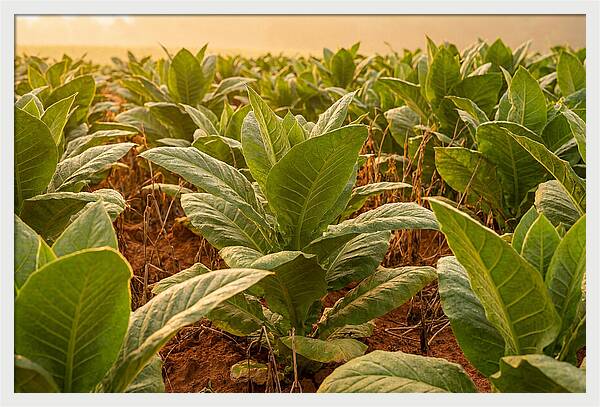 Tobacco Field At Sunrise