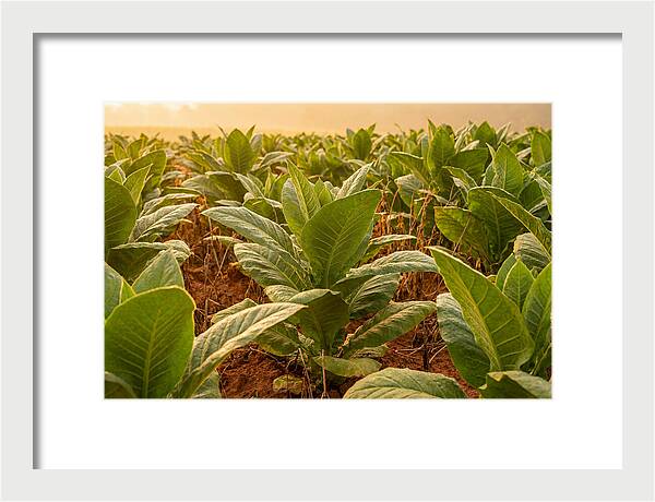 Tobacco Field At Sunrise