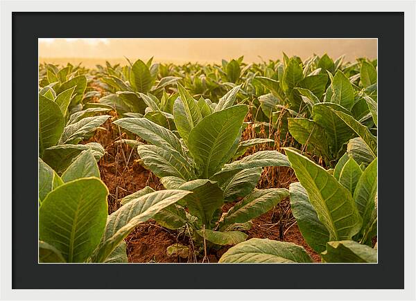 Tobacco Field At Sunrise