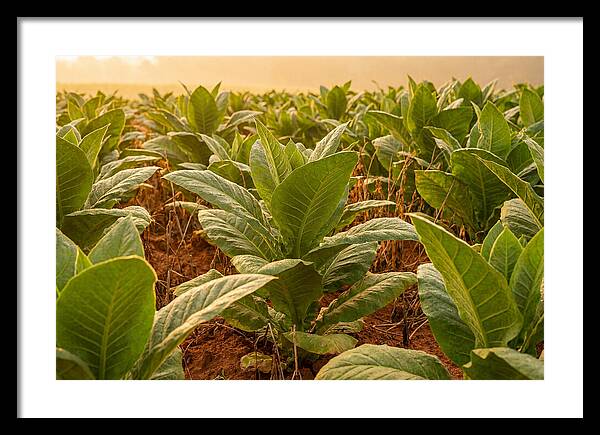 Tobacco Field At Sunrise