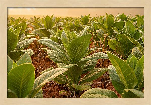 Tobacco Field At Sunrise