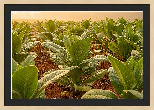 Tobacco Field At Sunrise