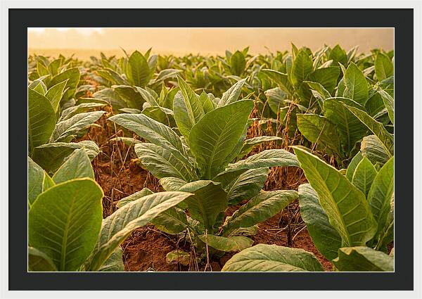 Tobacco Field At Sunrise
