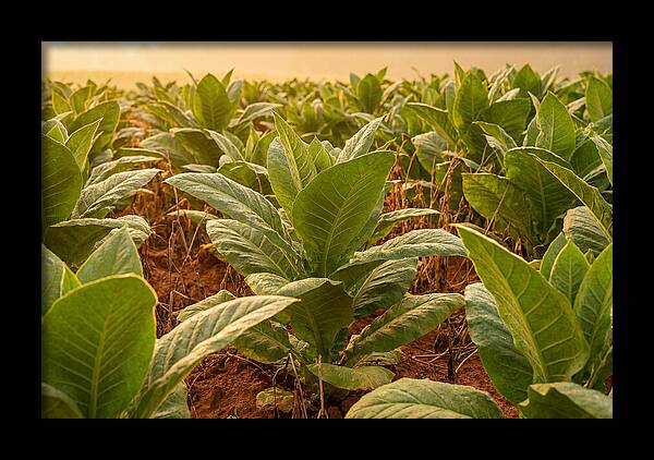 Tobacco Field At Sunrise