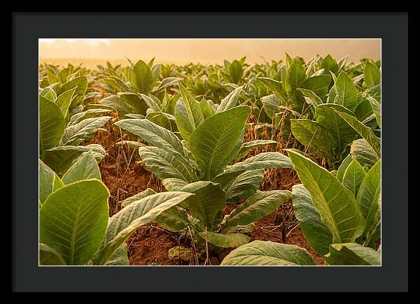 Tobacco Field At Sunrise