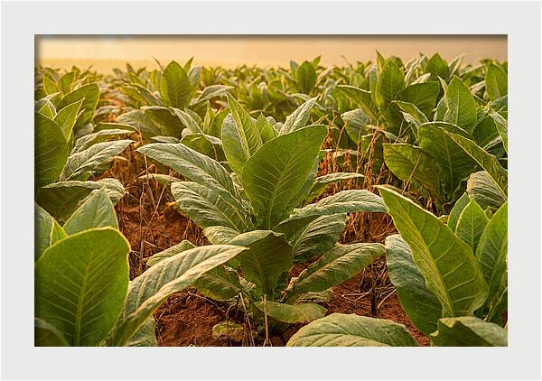 Tobacco Field At Sunrise