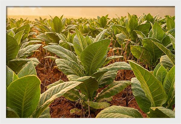 Tobacco Field At Sunrise