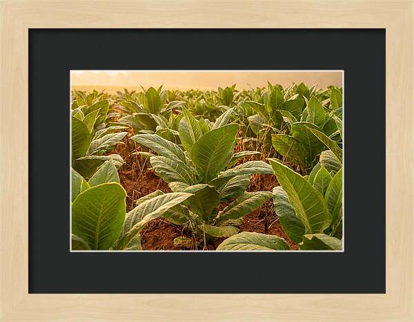 Tobacco Field At Sunrise