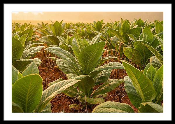 Tobacco Field At Sunrise