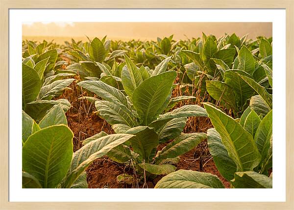 Tobacco Field At Sunrise