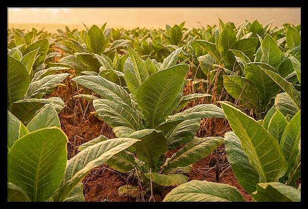 Tobacco Field At Sunrise