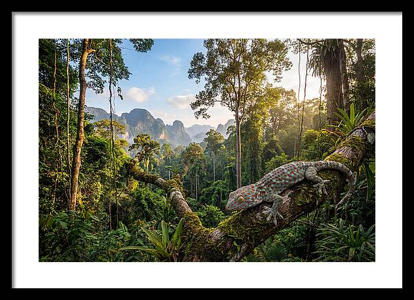 Tokay Gecko In Lush Jungle