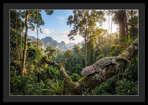 Tokay Gecko In Lush Jungle