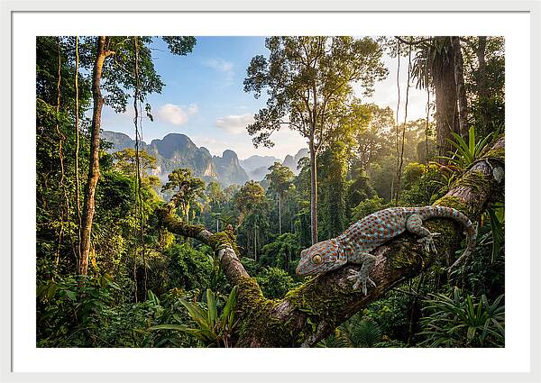 Tokay Gecko In Lush Jungle