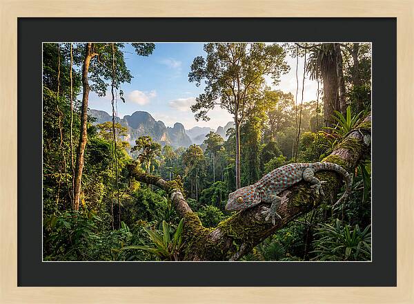 Tokay Gecko In Lush Jungle