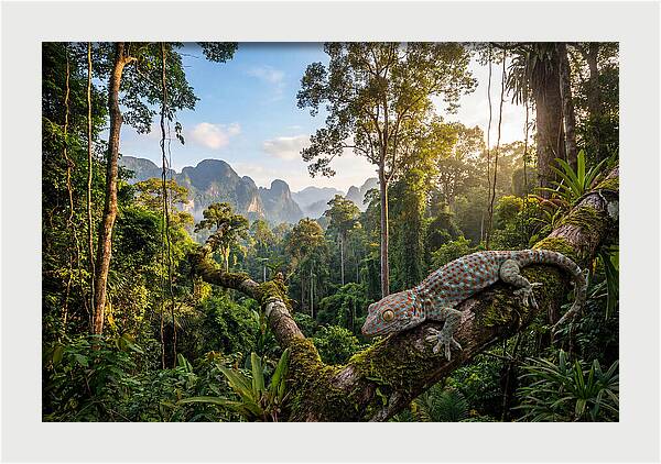 Tokay Gecko In Lush Jungle